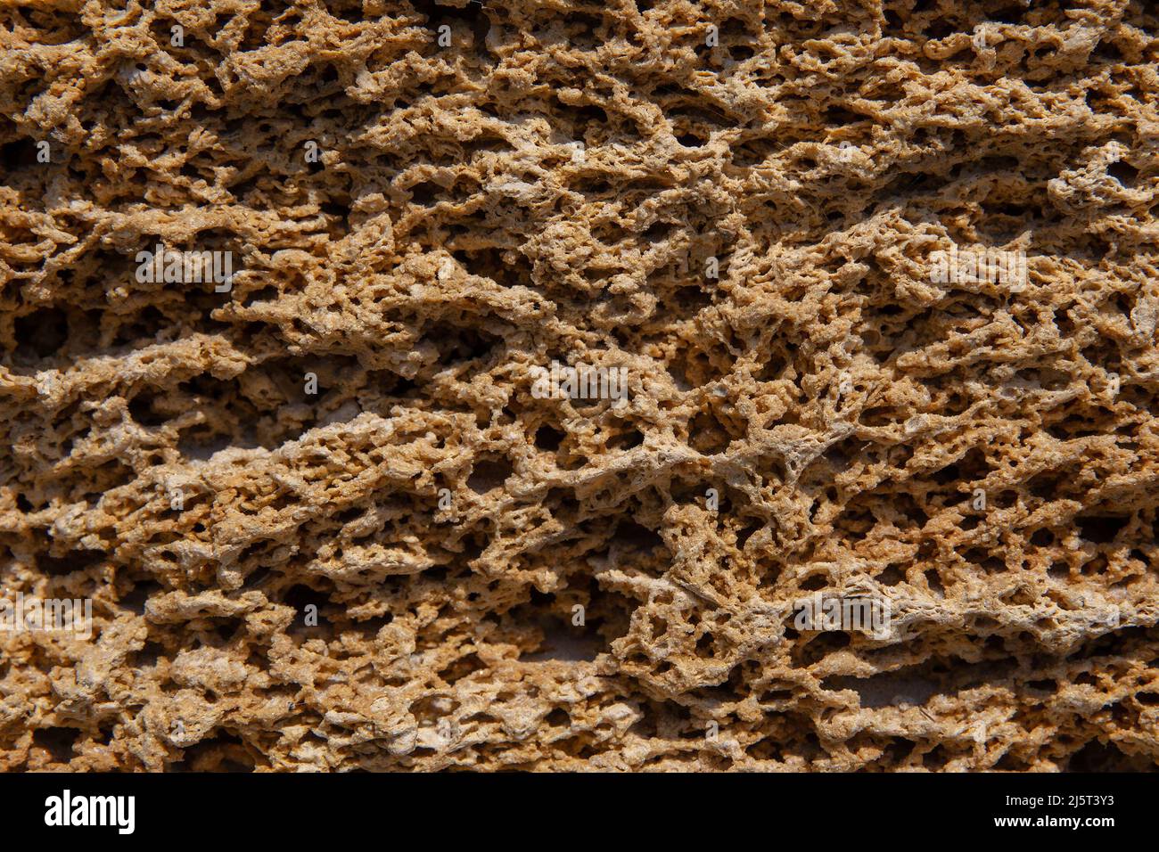The surface of the yellow shell stone in close-up. Background for the ...