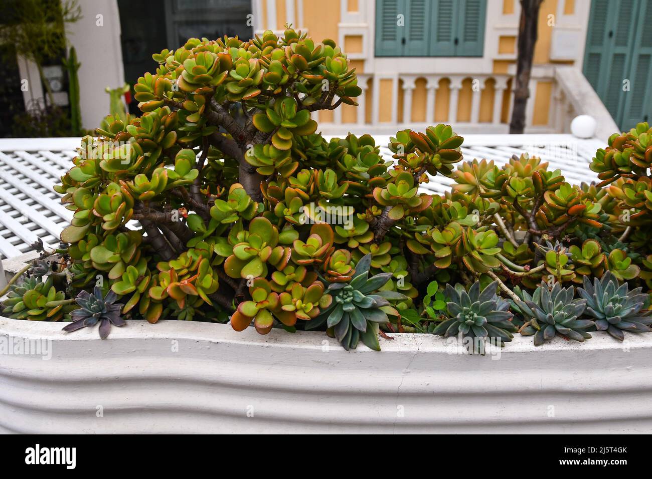 Close-up of Crassula succulent plants in a white pot on the terrace of a house, Sanremo, Imperia, Liguria, Italy Stock Photo