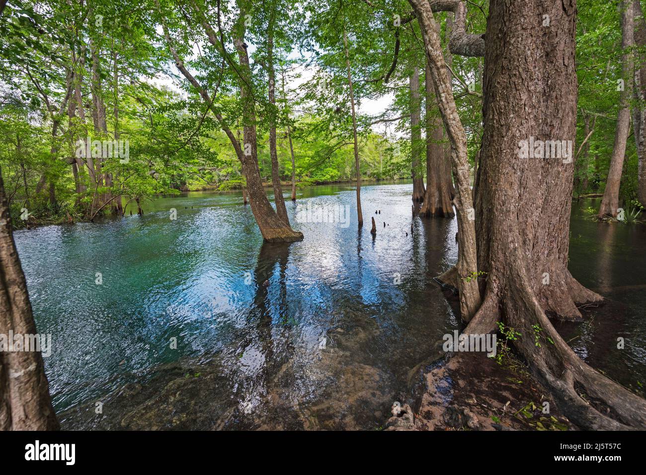 Ginnie Springs is a freshwater 2nd magnitude springs situated along the Santa Fe River in North Central Florida. Stock Photo