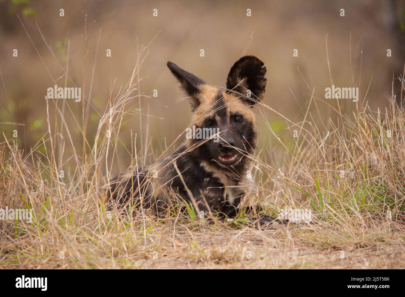 The African Wid Dog, also known as the Painted Dog or Painted Wolf, is one of the world's most endangered mamals Stock Photo