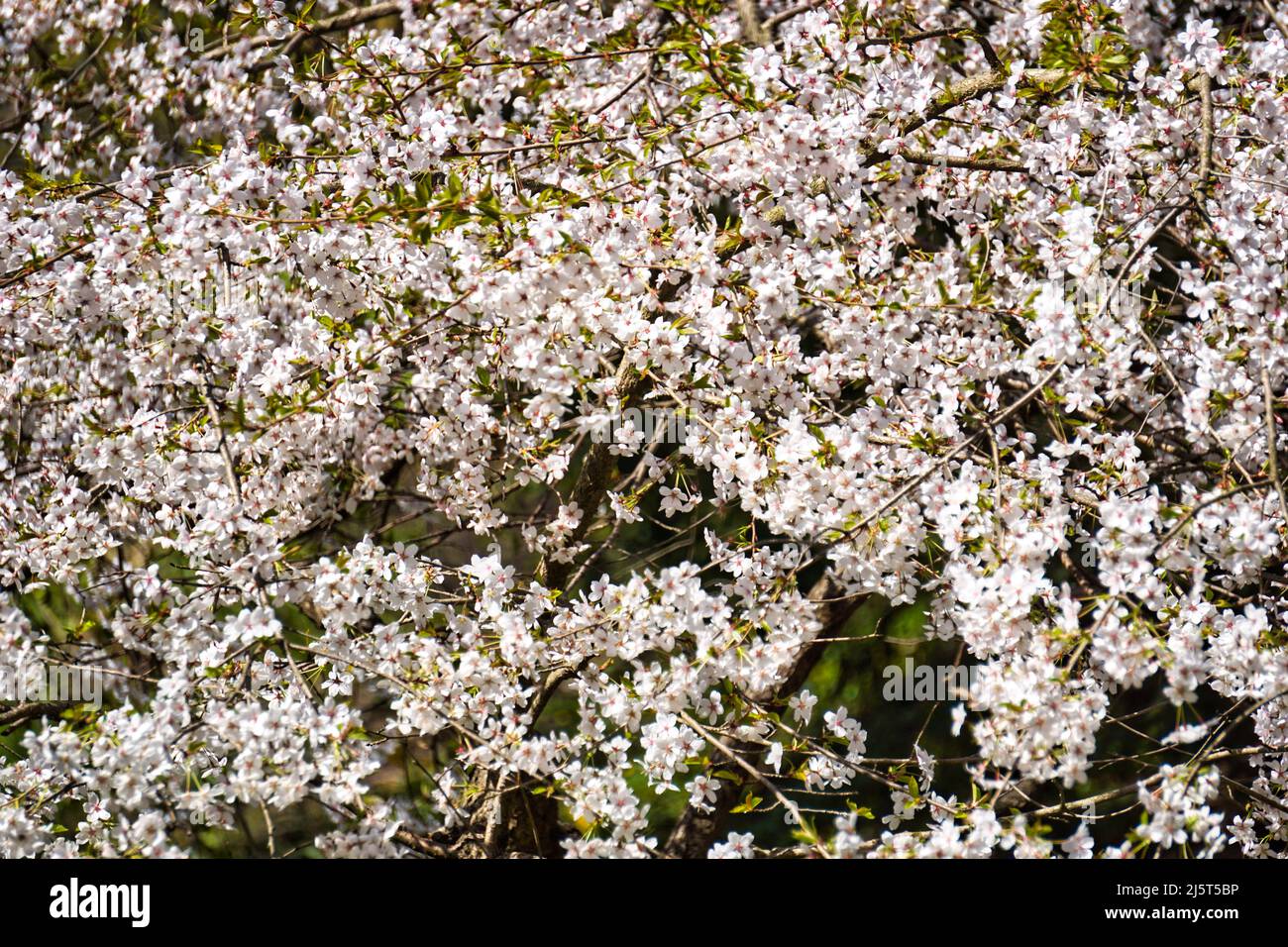 Blossom white japanese cherry tree Stock Photo Alamy