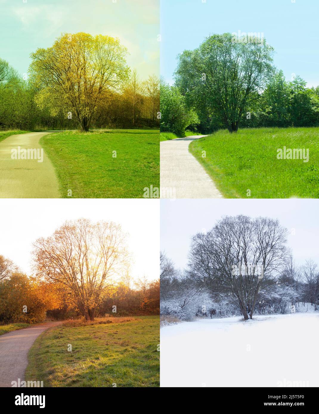 Tree in nature showing all Four Seasons - spring, summer, autumn and winter in colmbined images. Stock Photo