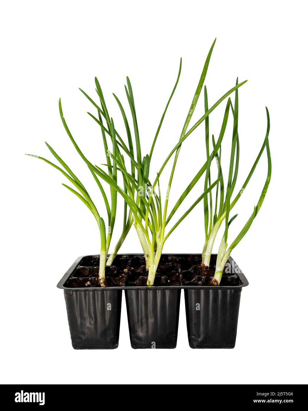 Green onions in a box with ground on a white background. Onion isolate