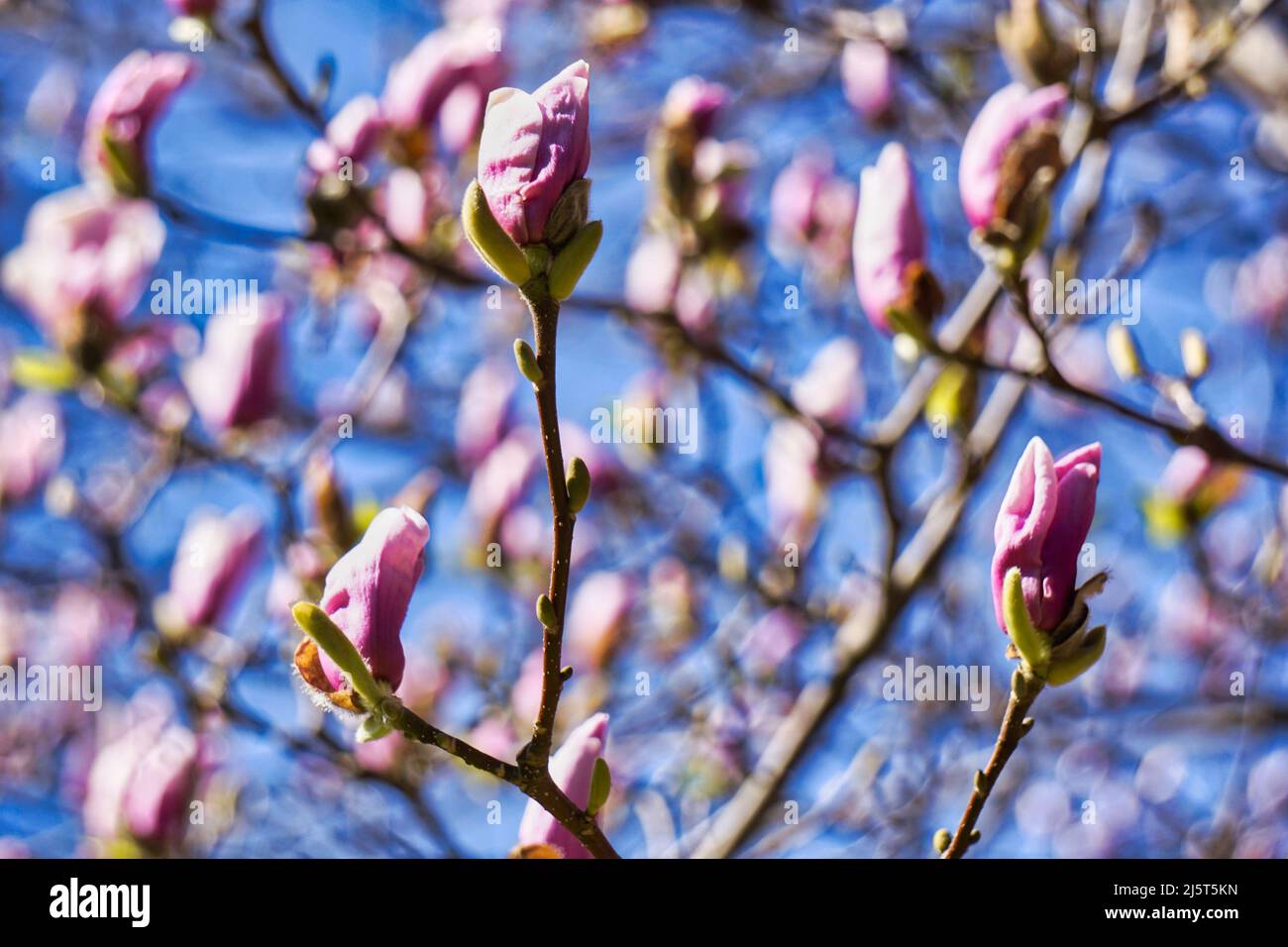 Pink blossom magnolia tree Stock Photo - Alamy