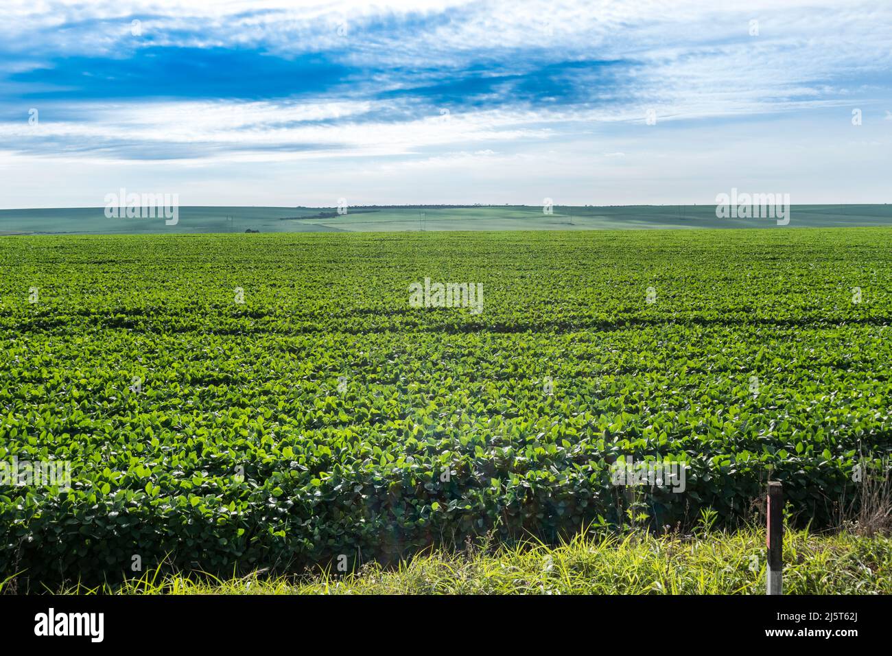 Soy plantation hi-res stock photography and images - Alamy