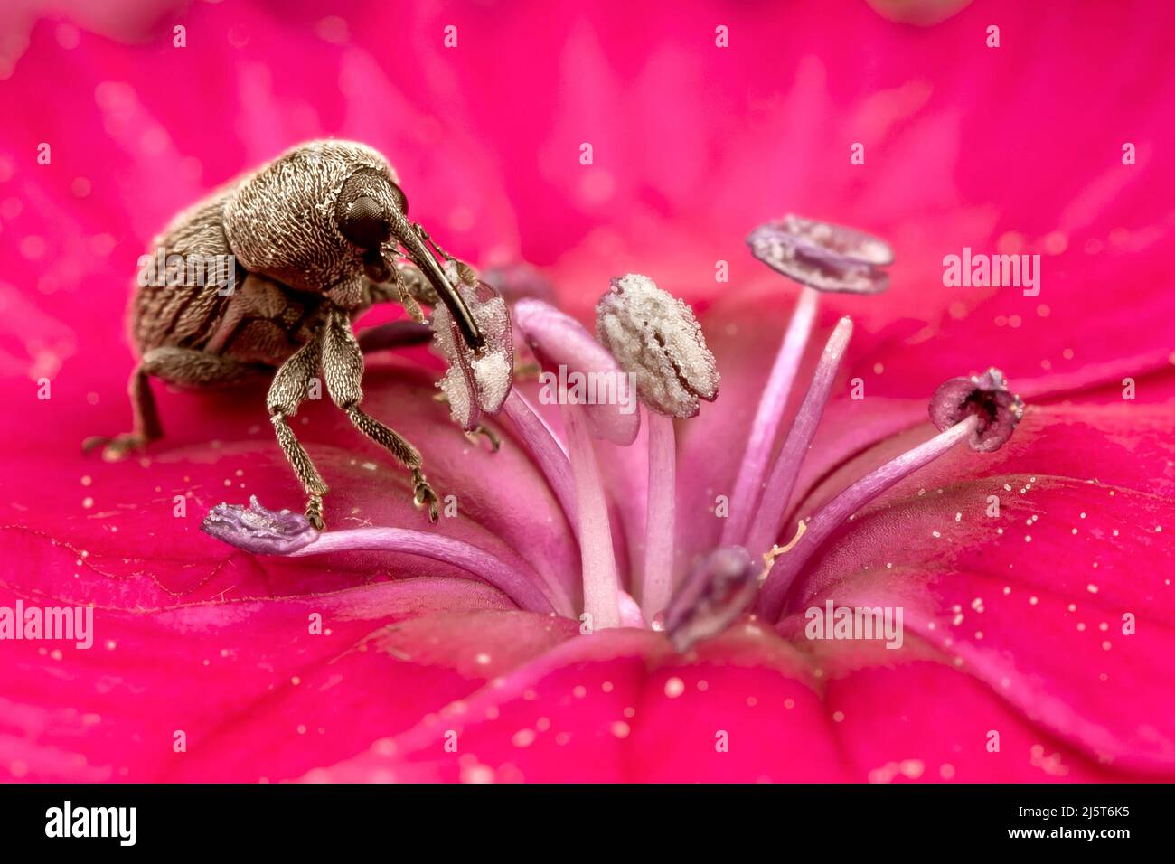 Brown Hylobius bug eating pollen on a bright pink flower bud Stock Photo