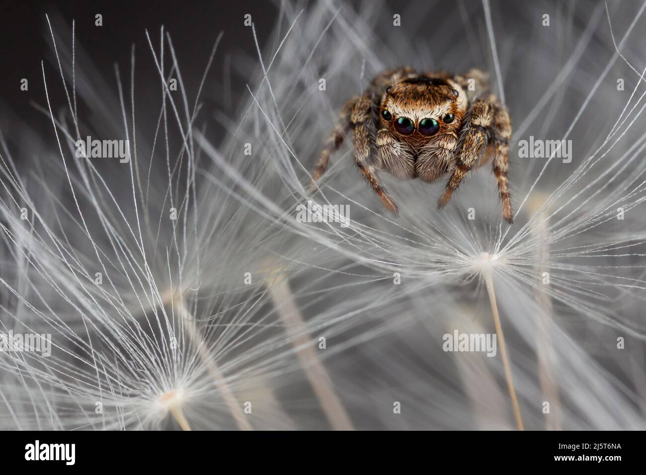 Jumping spider walking on the white dandelion fluff Stock Photo