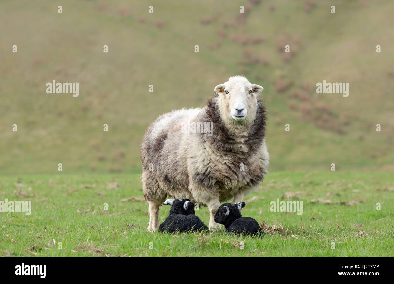 Herdwick ewe or female sheep, facing forward in natural moorland pasture with her two newborn pure bred lambs.  Herdwicks are a native breed to the En Stock Photo