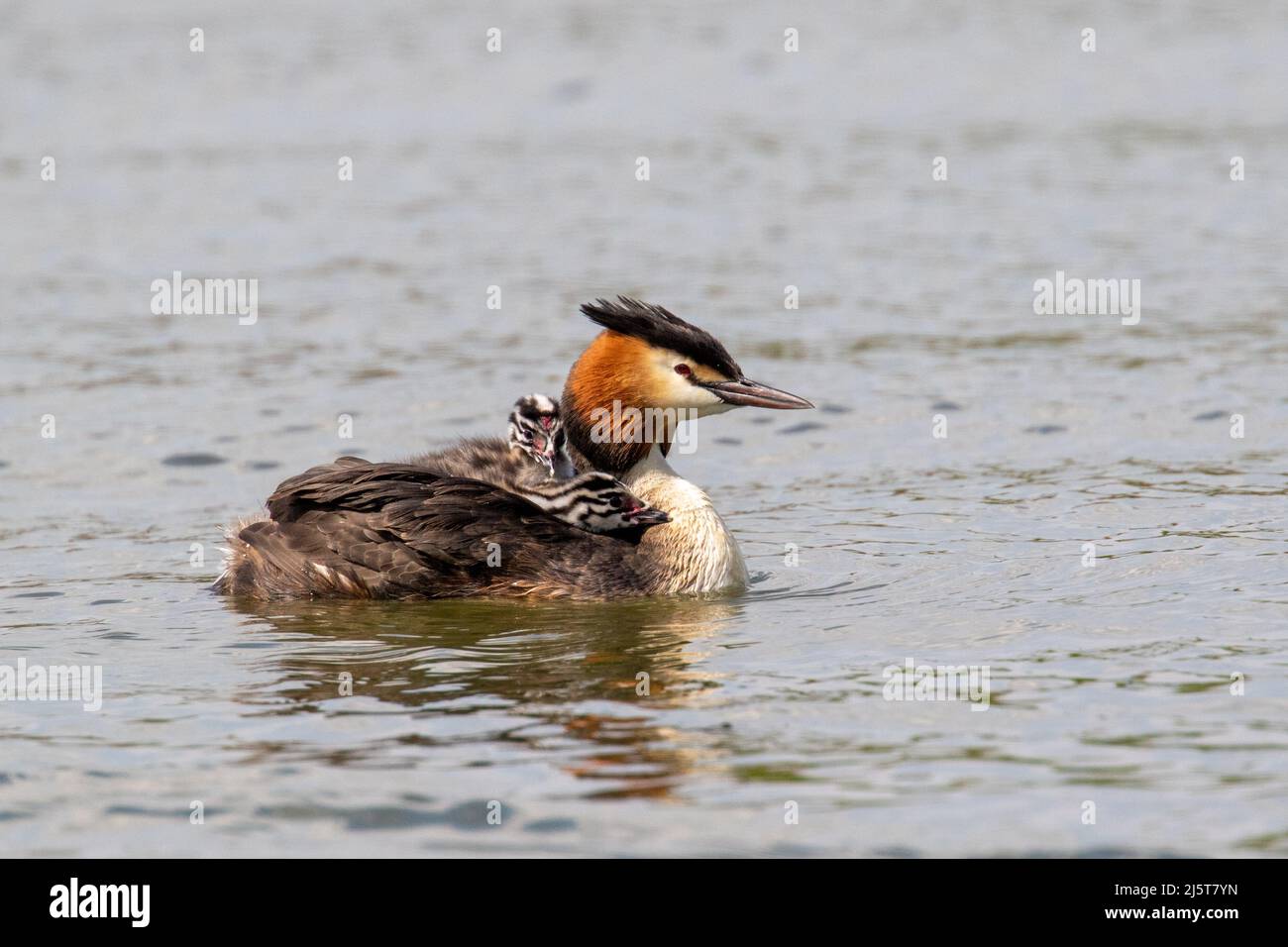Great Crested Grebes and Grebettes Stock Photo
