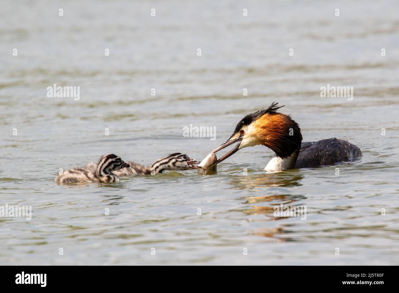 Great Crested Grebes and Grebettes Stock Photo