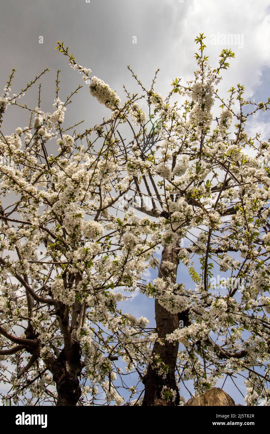 Prunus spinosa, blackthorn, flowering in late spring sunshine in ...