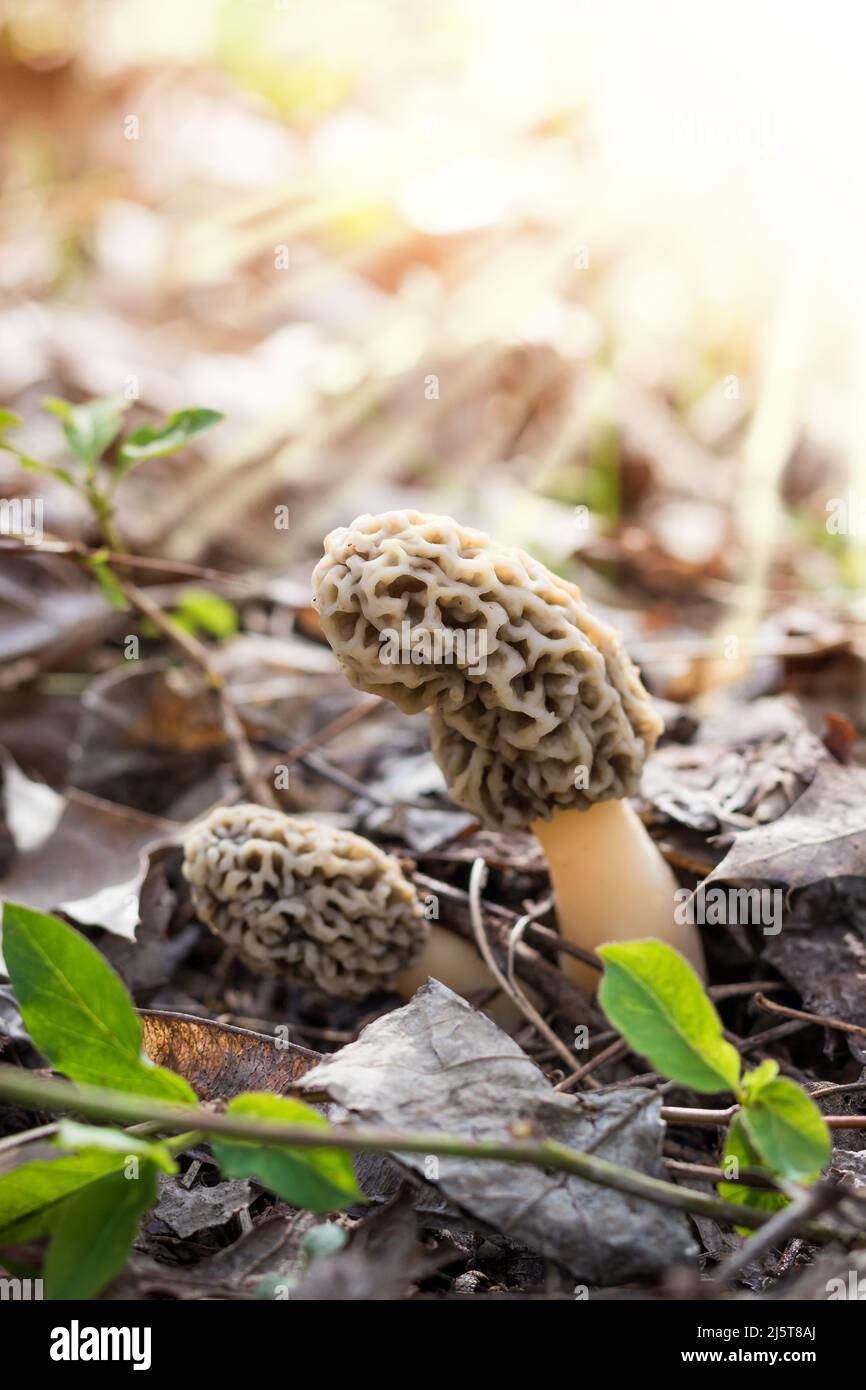 Two Morel Mushrooms growing in the early morning with sun rays shining Stock Photo