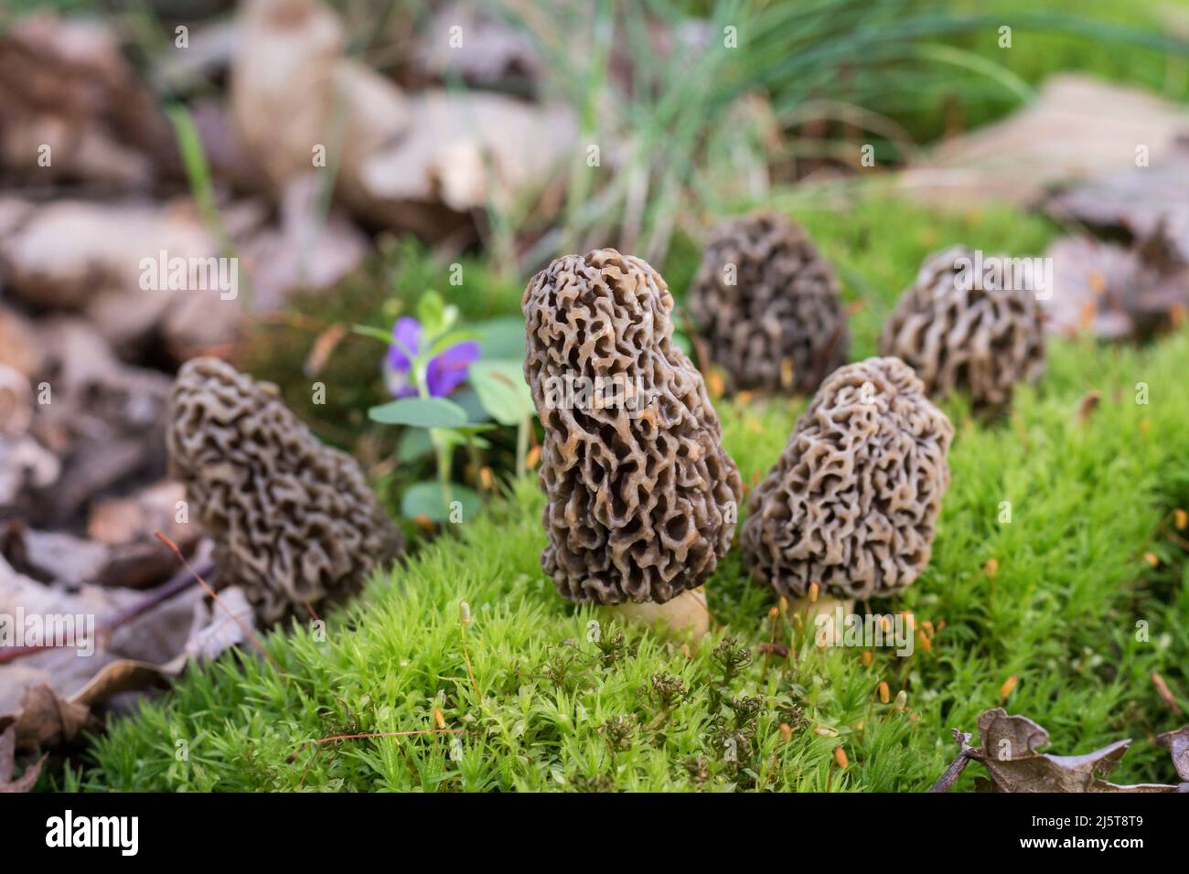 Group of Morel Mushrooms growing on a patch of moss Stock Photo Alamy