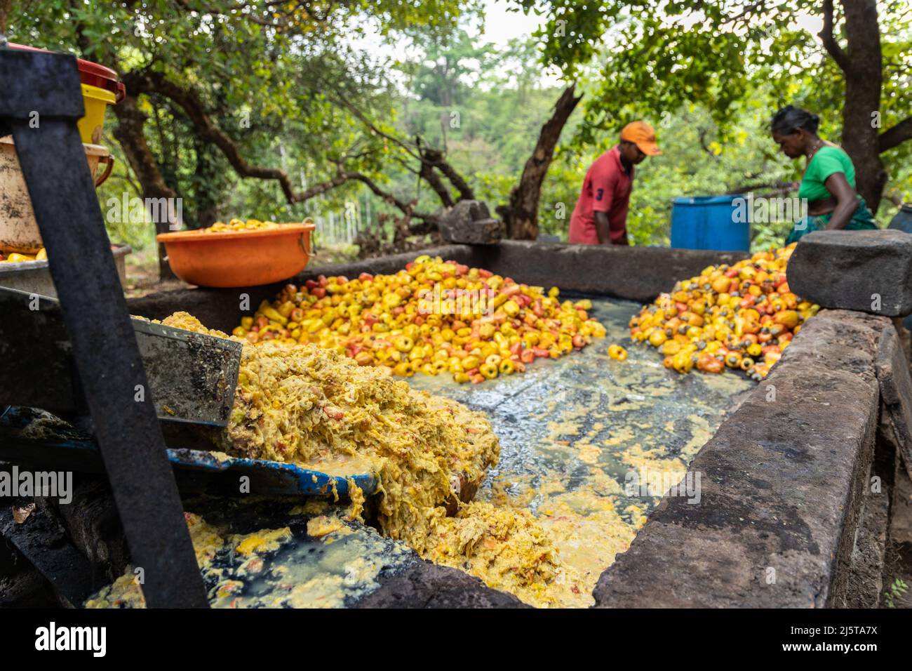 The crushed cashew extract flowing out of the crushing machine. The