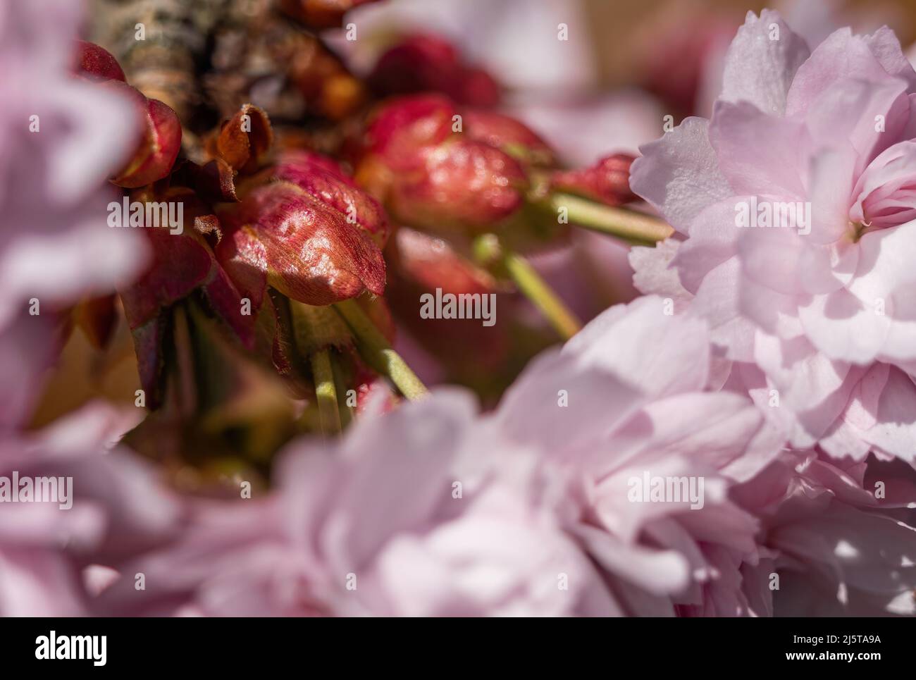 A japanese cherry blossom at spring in jena Stock Photo