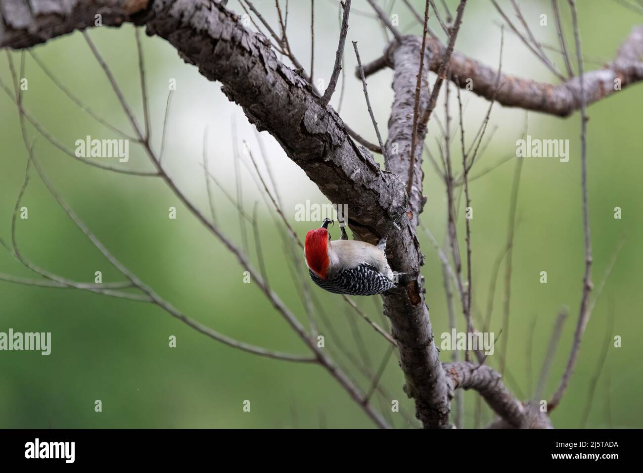 A male Red-bellied Woodpecker with an insect in its beak while using its sharp claws to hang on the underside of a tree branch. Stock Photo