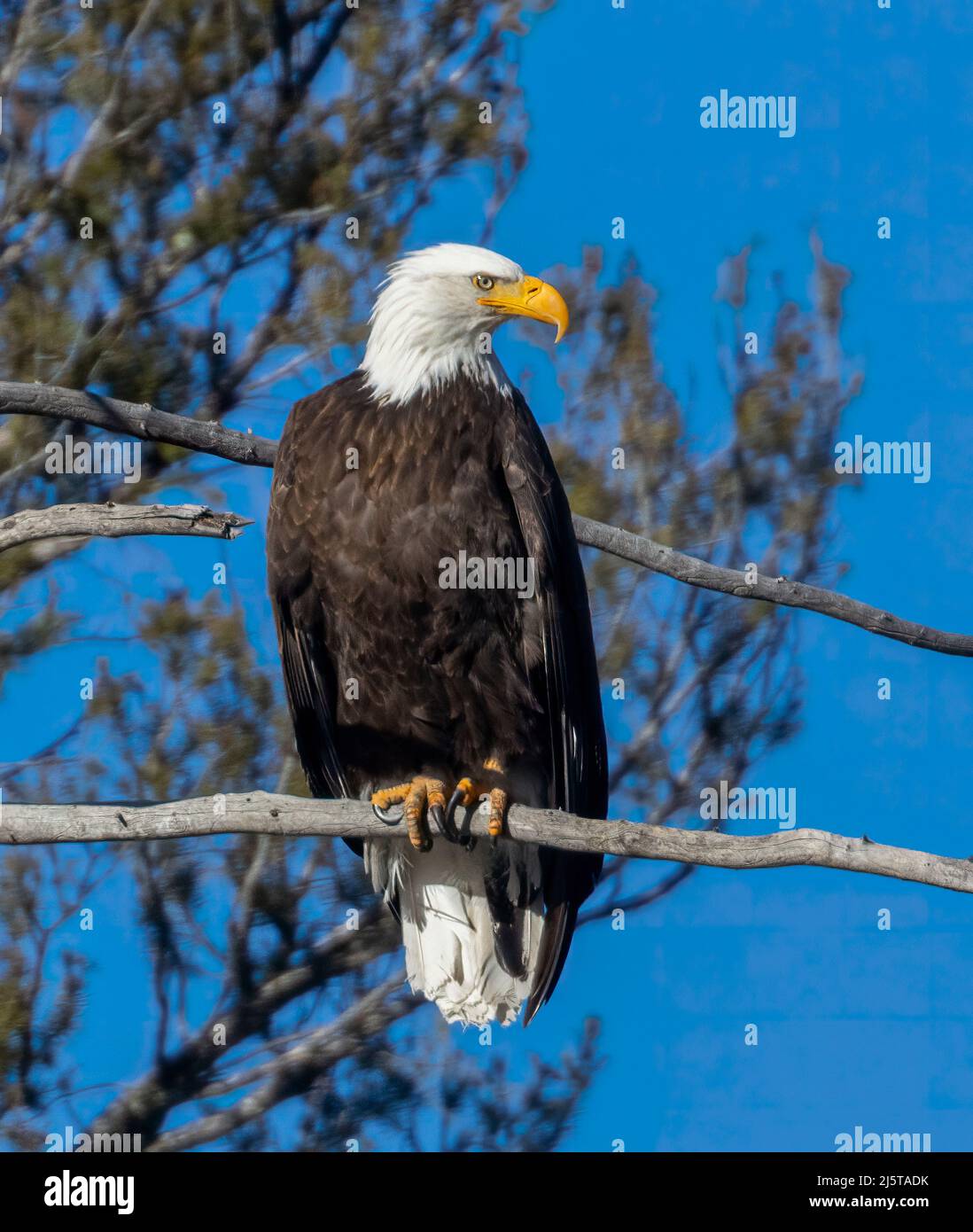 The eagles mascot hi-res stock photography and images - Alamy