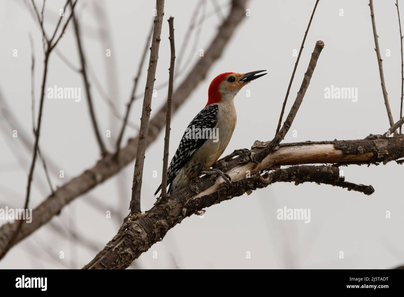 A male Red-bellied Woodpecker perched a tree branch with an insect in its beak that it found in the tree bark that's peeling from the branch. Stock Photo