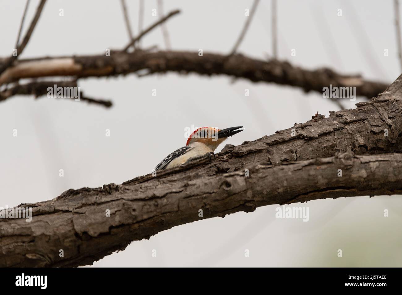 A male Red-bellied Woodpecker peeking out from behind a tree branch while holding an insect in its beak on a spring morning. Stock Photo
