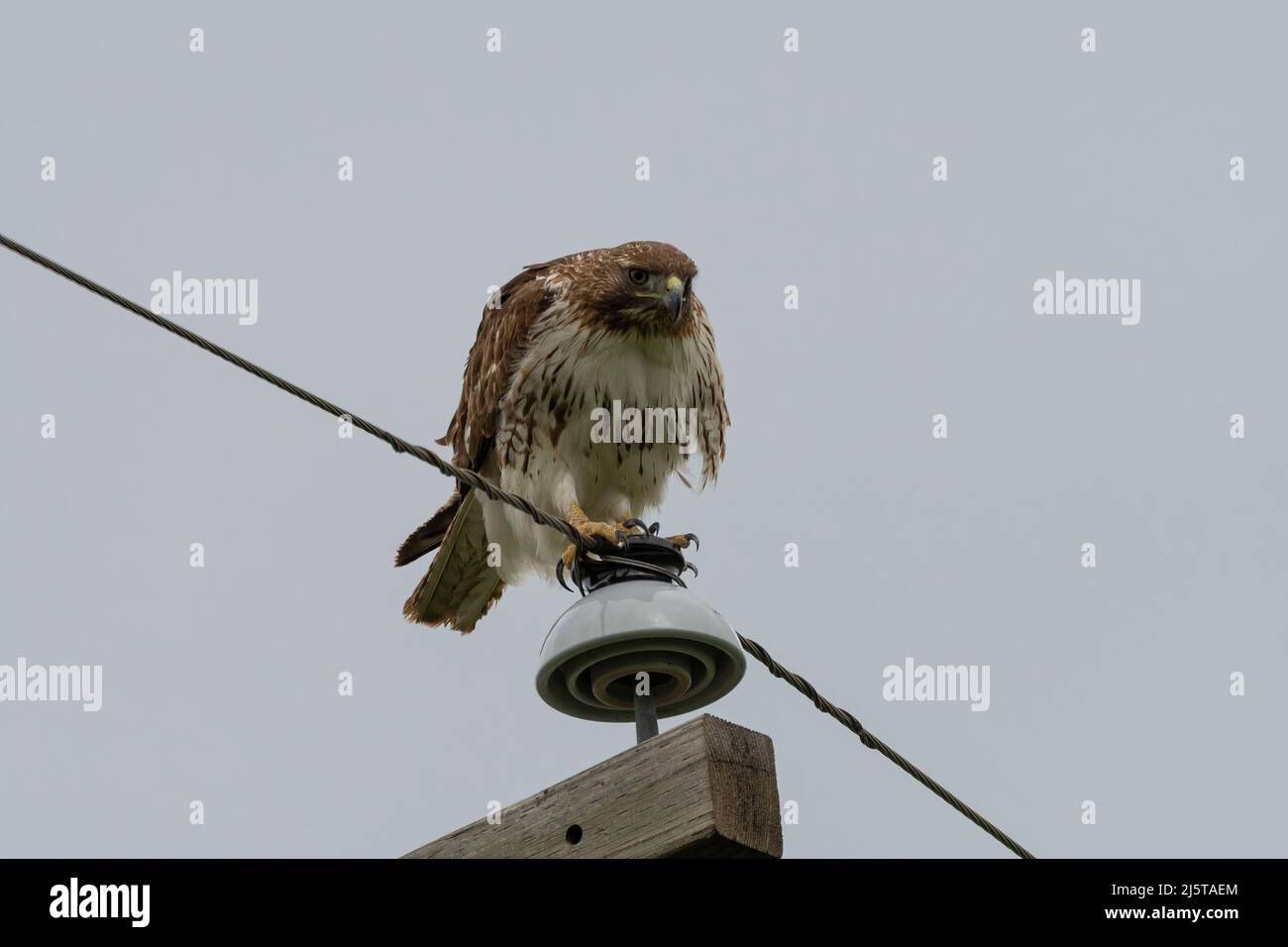 A molting Red-tailed Hawk with raggedy feathers perched on the insulator on top of a power pole as it searches the ground below for prey. Stock Photo