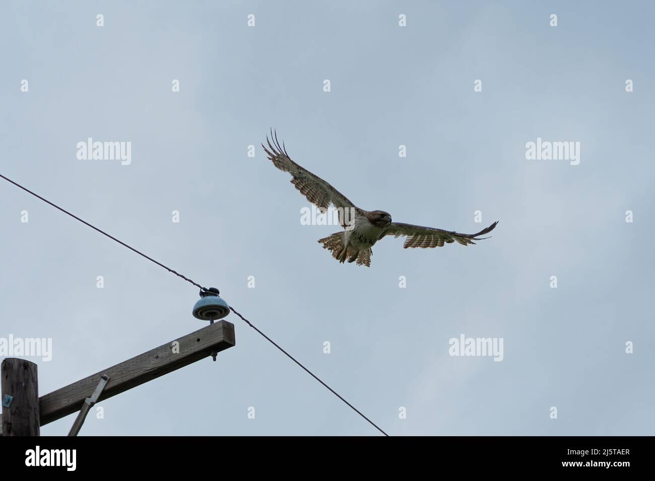 A molting Red-tailed Hawk with missing feathers and gaps in its wing plumage taking flight from the top of a power pole. Stock Photo