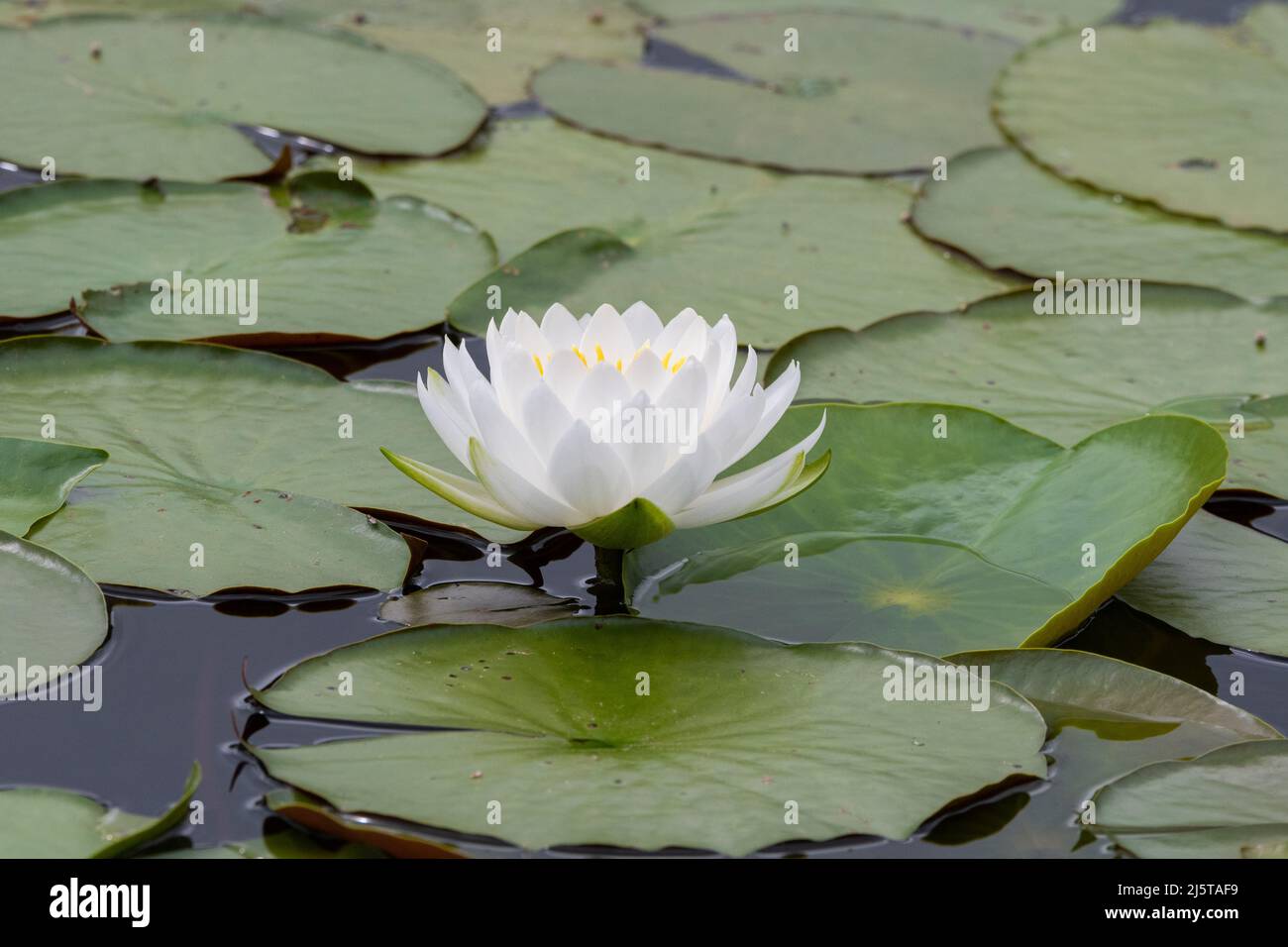 A beautiful white Water Lily flower extending out of a lily pad covered pond on a short green stem. Stock Photo