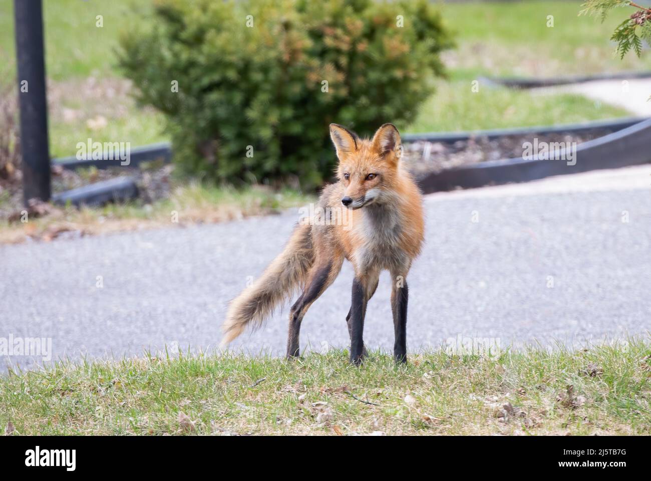 Red fox (Vulpes vulpes) with a bushy tail walking and looking back at me in my neighbourhood in spring in Ottawa, Canada Stock Photo
