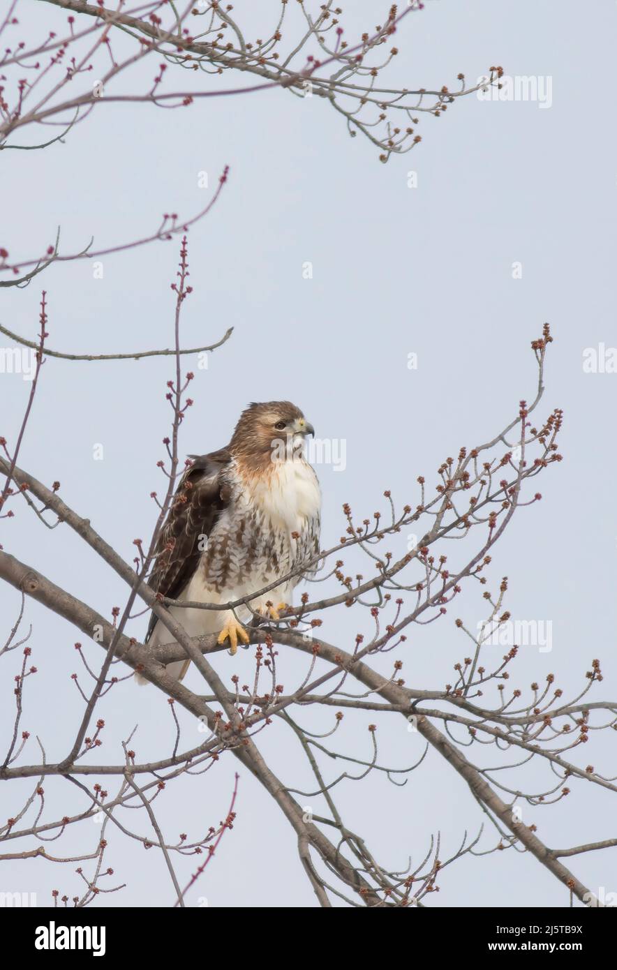 Red-tailed hawk Buteo jamaicensis perched high in a tree hunting in Canada Stock Photo