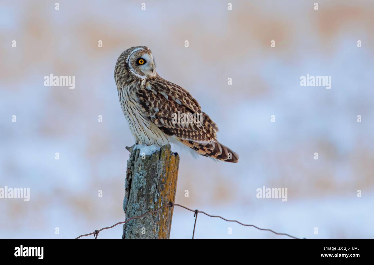 Short-eared owl on a post hunting over a snow covered field in Canada Stock Photo