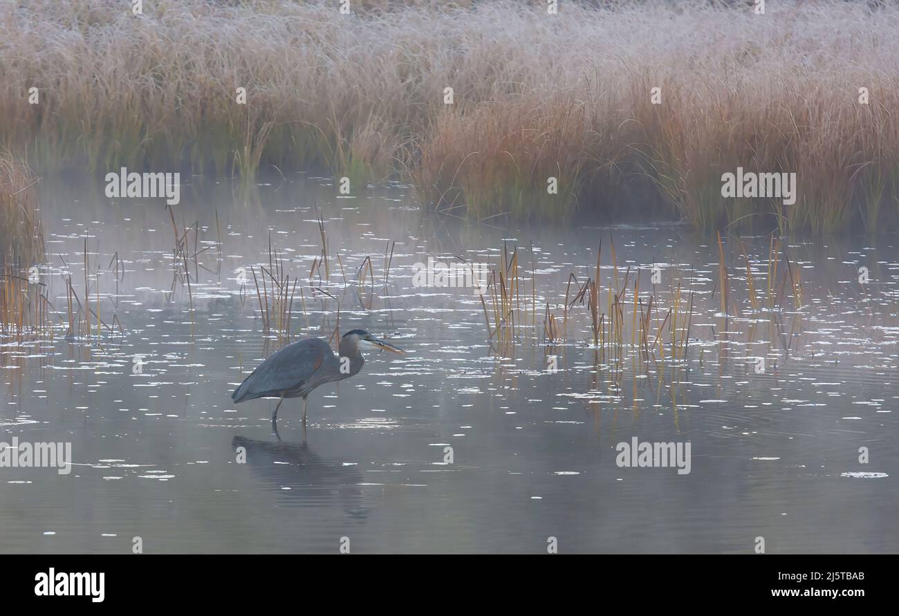 Great blue heron with reflection hunts on a morning foggy marsh in Algonquin park, Canada Stock Photo