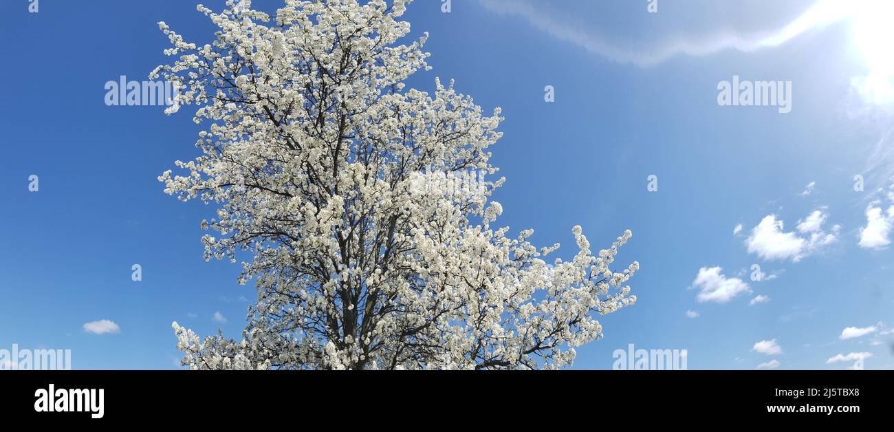 White flowering crabapple tree against a blue sky Stock Photo
