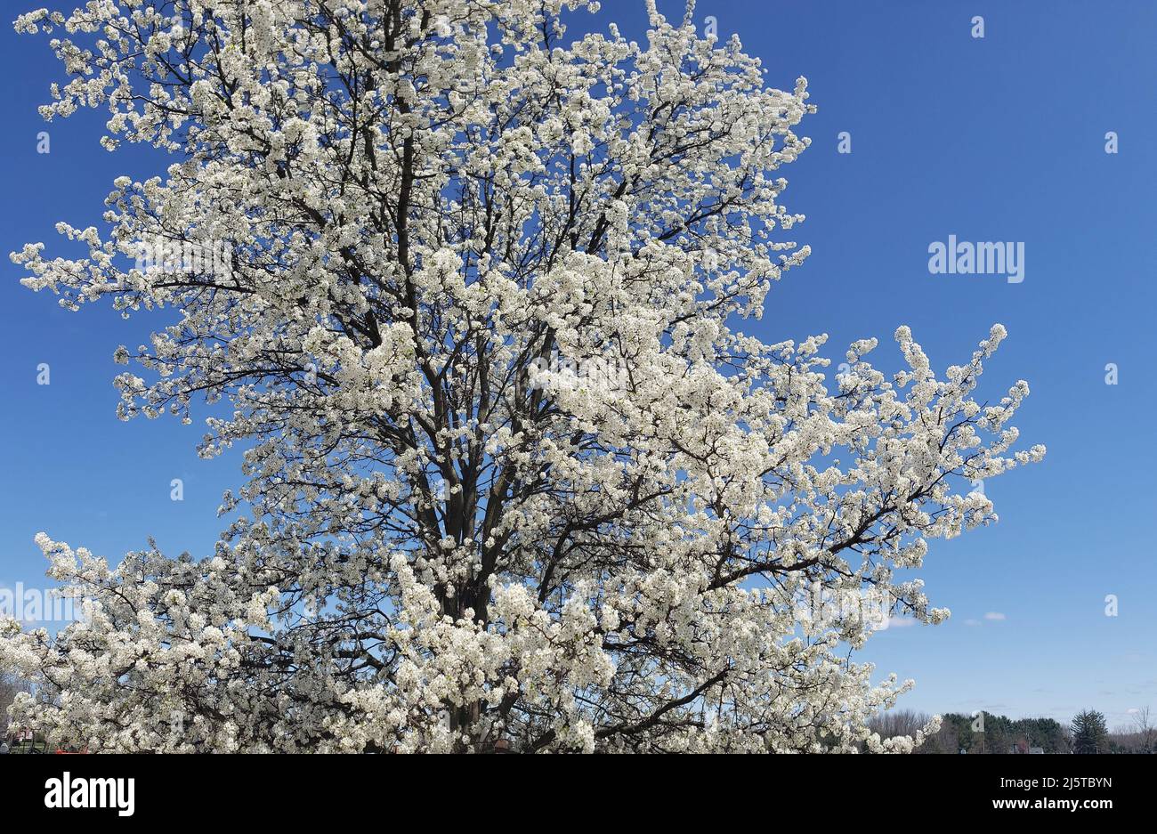 White flowering crabapple tree against a blue sky Stock Photo