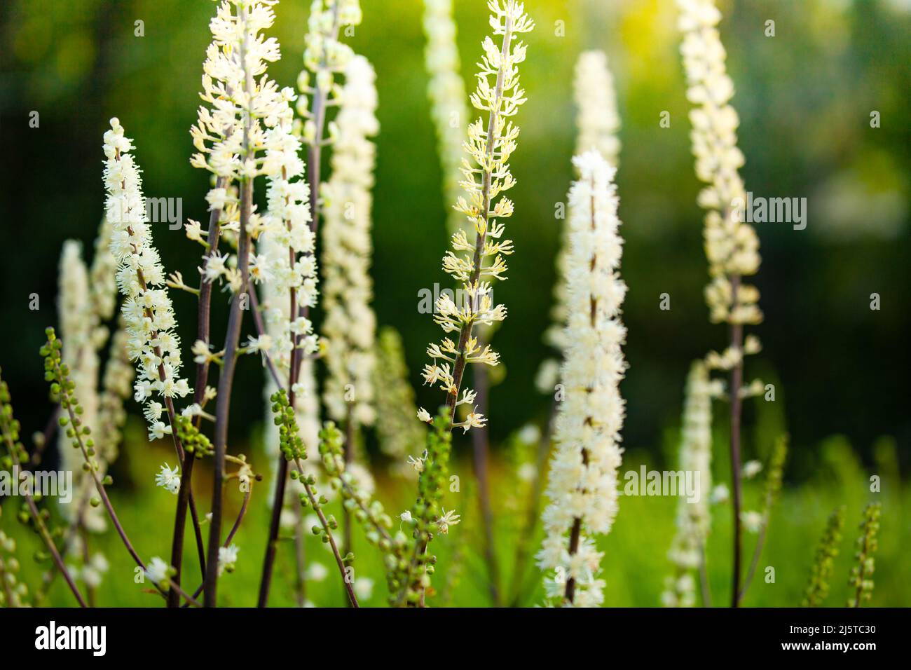 Veronicastrum flowers close-up over green garden background Stock Photo