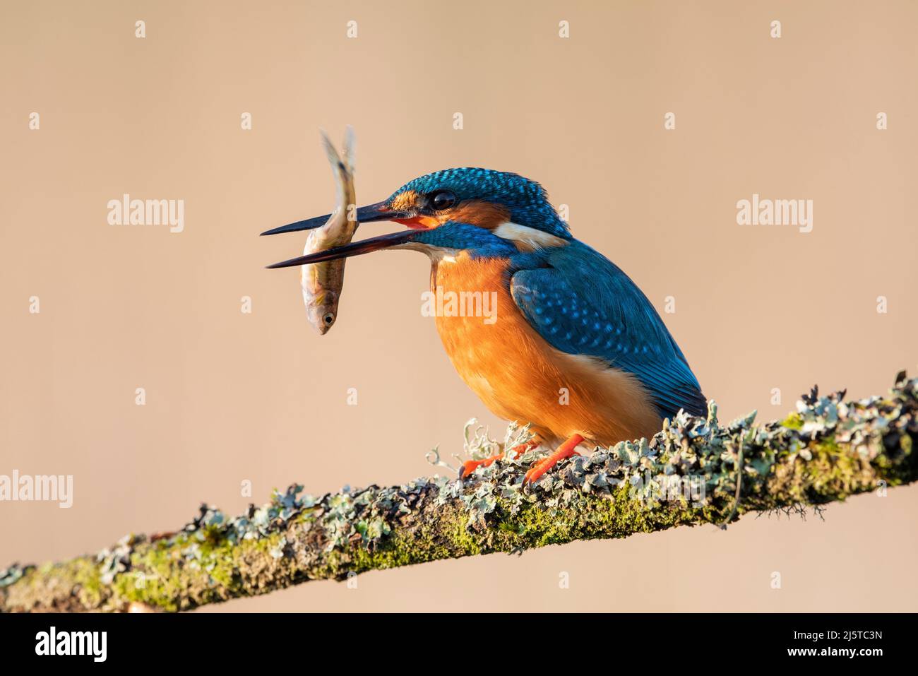 Eurasian Kingfisher with a fish (Alcedo atthis) sat on a fishing perch Stock Photo