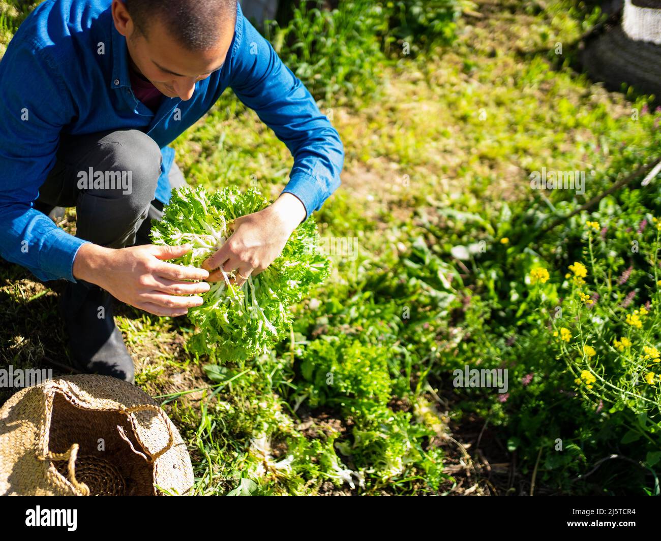 a senior man picks up a vegetable in his urban vegetable garden Stock ...