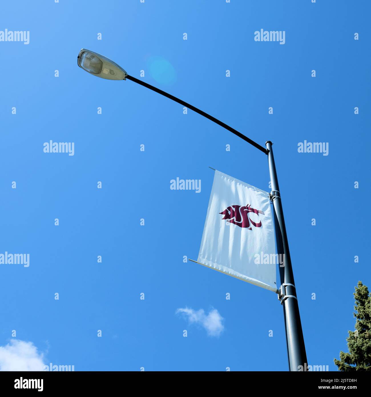 Washington State University banner with Cougar head stylized logo on a light post at the Pullman, Washington, USA campus; WSU Cougars. Stock Photo