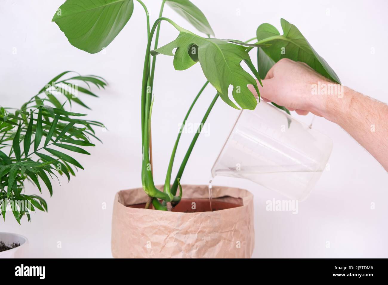 A man waters a monstera plant from a watering can. Care of home plants