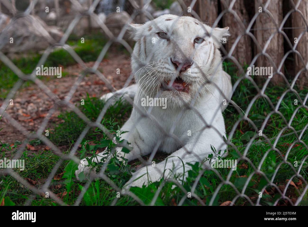 White tiger in the cage . Animal in captivity Stock Photo Alamy