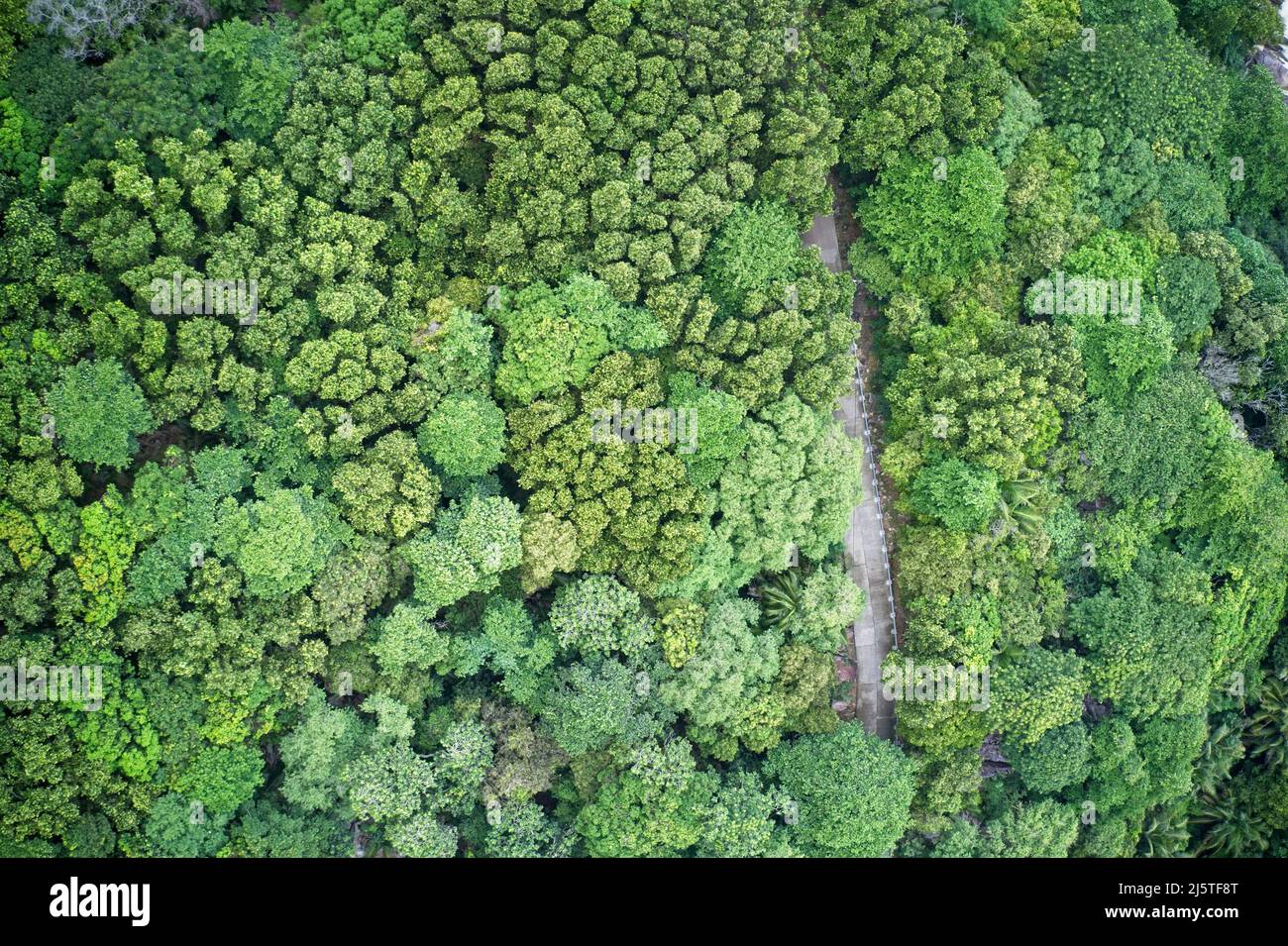 Drone field of view of a walkway through a green landscape showcasing patterns in nature Mahé, Seychelles. Stock Photo