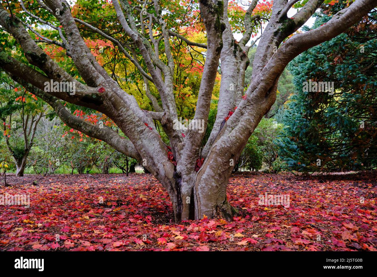On A Bed Of Autumn Leaves Stock Photo