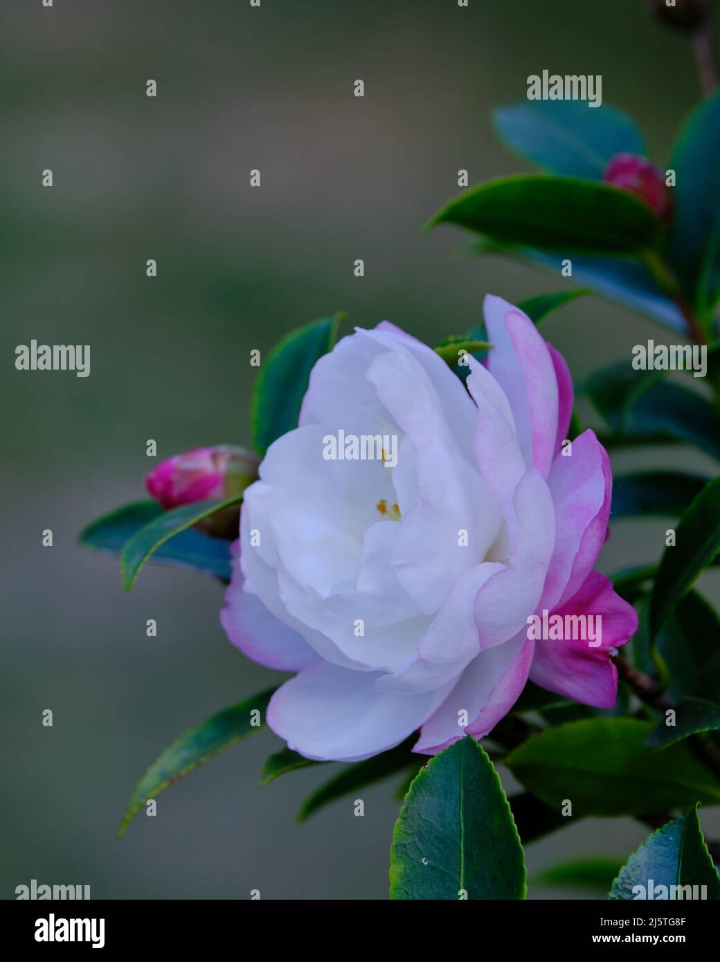 White camellia plant hi-res stock photography and images - Alamy