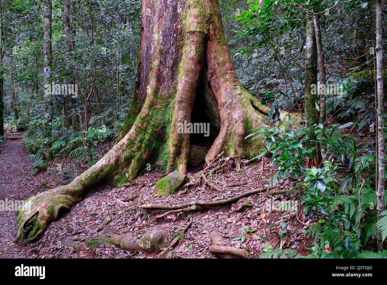 Rainforest Giant Stock Photo