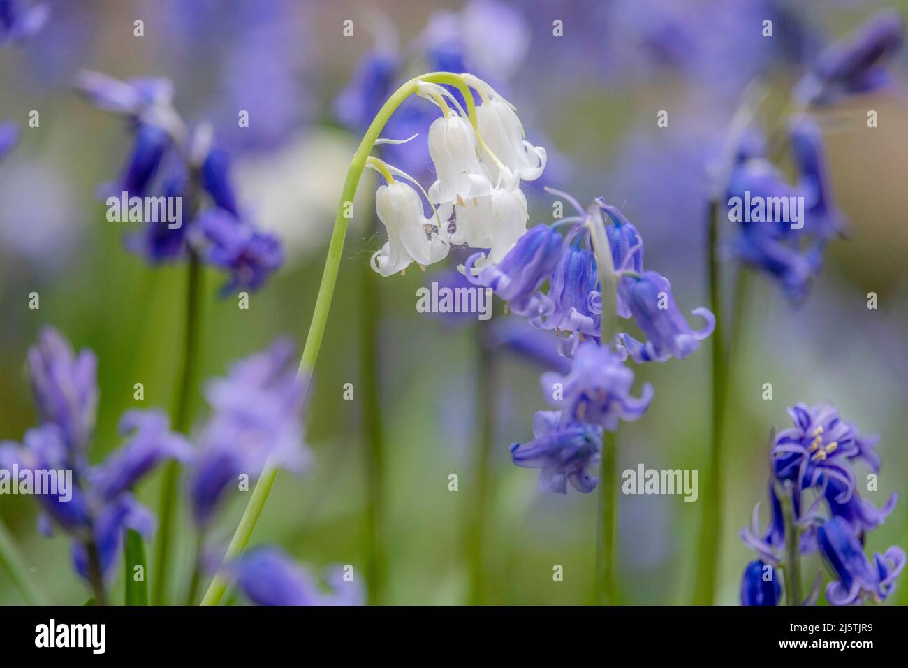 A splash of white in a sea of blue.  A White Bluebell stands out in a carpet of traditional Bluebells in a Worcestershire woodland, ENgland. Stock Photo