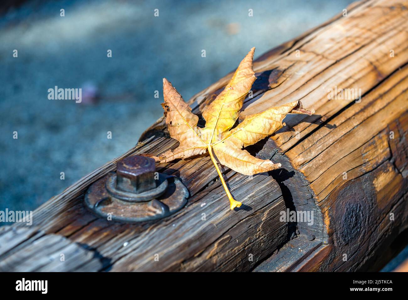 Fallen Maple Leaf Stock Photo