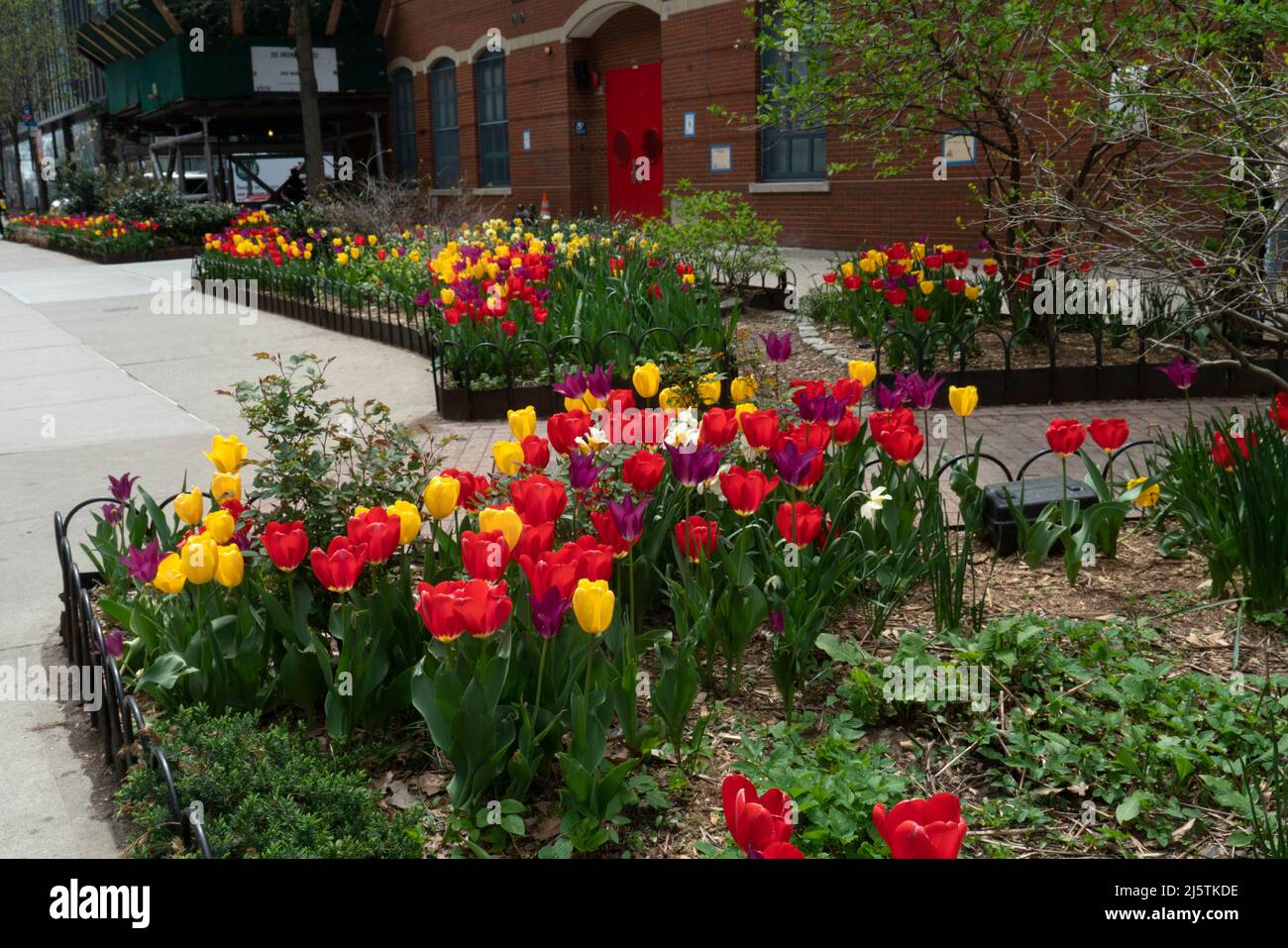 In late April, brilliantly colored tulips bloom in front of an elementary school in Tribeca, a neighborhood in Lower Manhattan, New York City. Stock Photo