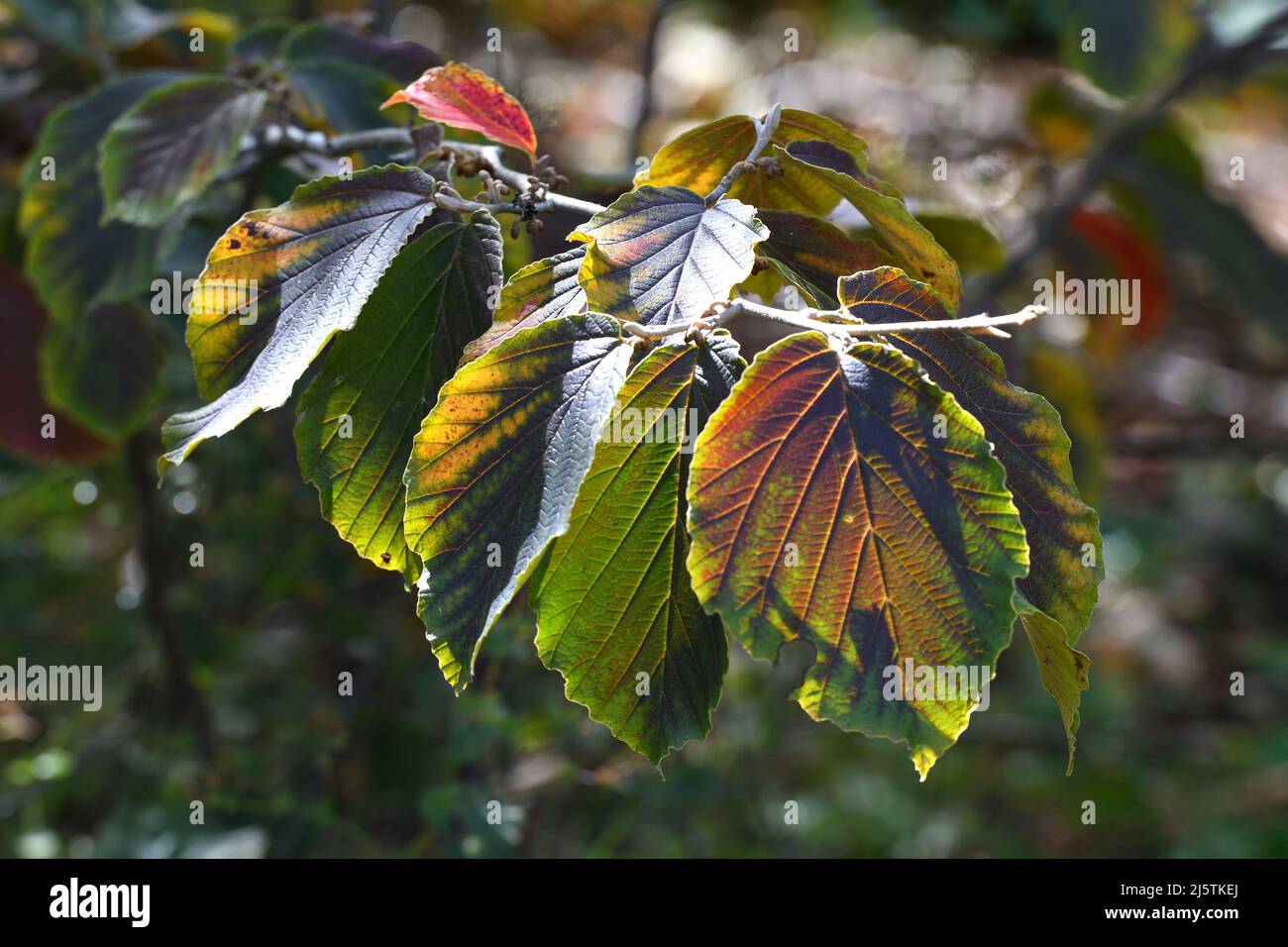 Witch Hazel Diane Leaves Stock Photo