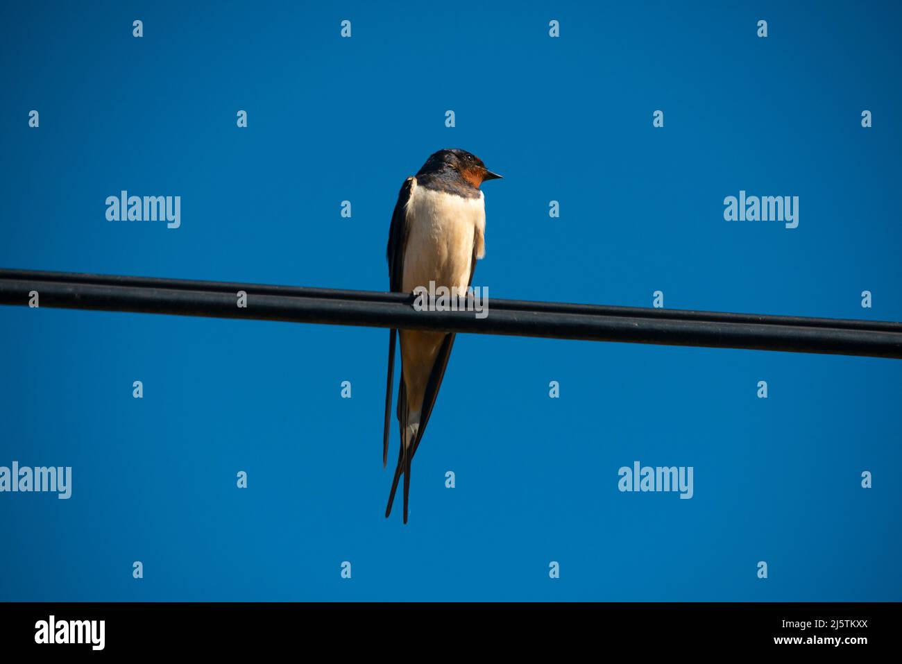 Swallow sitting on telephone wire Stock Photo