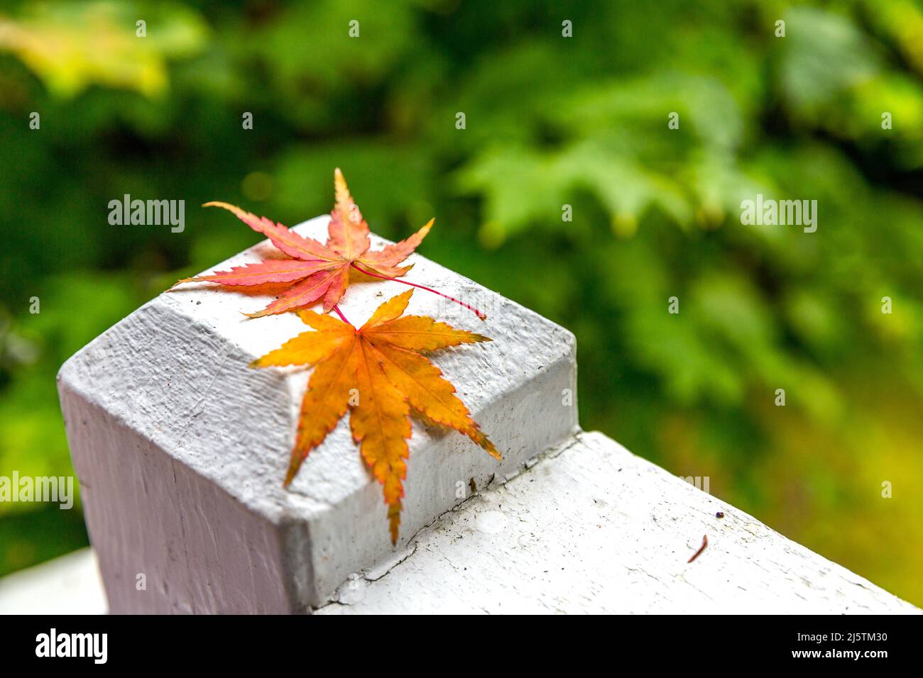 Close up dried maple leaf hi-res stock photography and images - Alamy