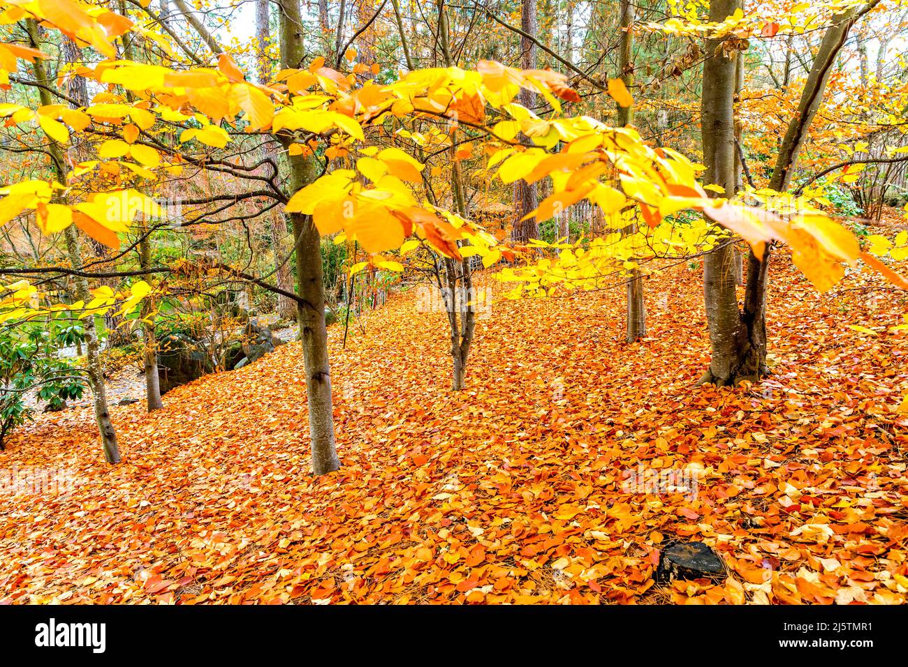 Multi colored autumn leaves red hi-res stock photography and images - Alamy