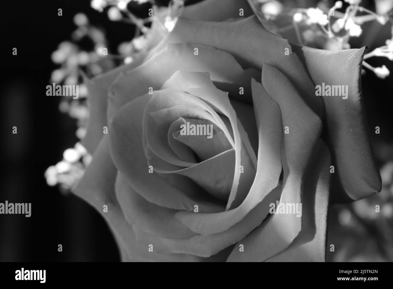 Rose flower up close Stock Photo - Alamy